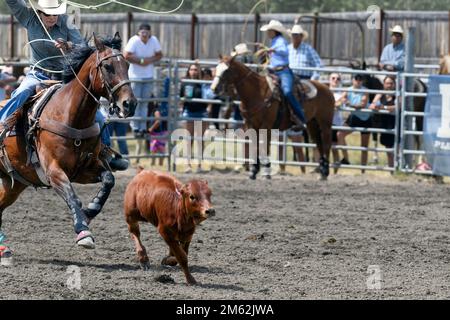 Abrissveranstaltung zum Abseilen der Kälber beim jährlichen Rodeo & Powwow der Tsuut'ina. Alberta Kanada Stockfoto