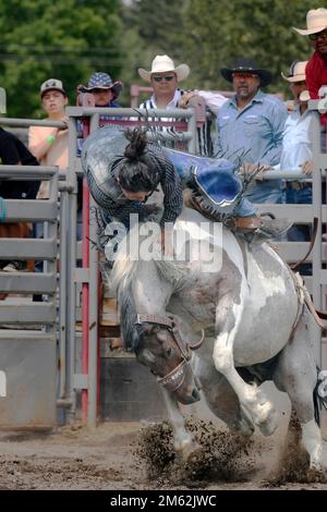 Sattelbronc-Reiter beim Tsuut’ina Nation Rodeo, Alberta, Kanada Stockfoto