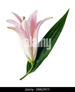 Lily mit grünem Blatt, rosa Blütenknospe isoliert auf weißem Hintergrund Stockfoto