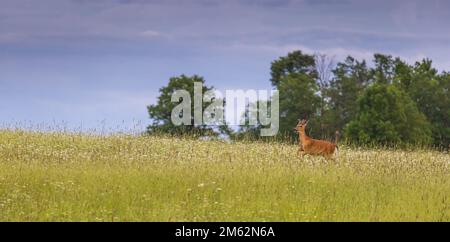 Junger Weißschwanz-Bock, der auf einem Sommerfeld läuft. Stockfoto