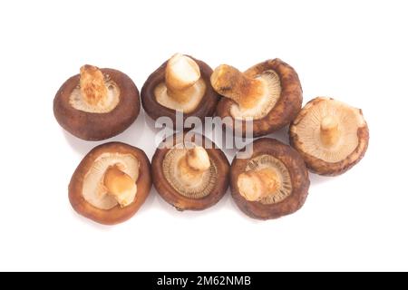 Shiitake-Pilz auf dem weißen Hintergrund. Stockfoto