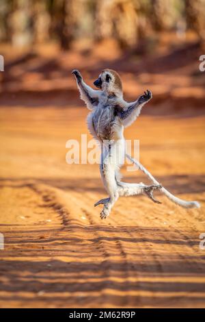 Verreaux's Sifaka Lemur Tanz im Berenty Reserve, Malaza Wald im Mandrare Valley, Madagaskar, Afrika Stockfoto