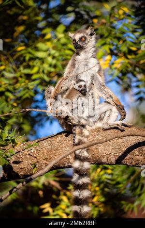 Ringtail Lemur im Berenty Reserve, Malaza Wald im Mandrare Valley, Madagaskar, Afrika Stockfoto