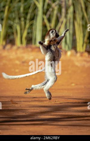 Verreaux's Sifaka Lemur Tanz im Berenty Reserve, Malaza Wald im Mandrare Valley, Madagaskar, Afrika Stockfoto