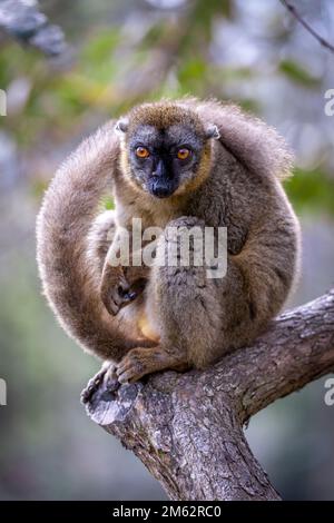 Gemeiner Lemur in Andasibe-Mantadia-Nationalpark, Ost-Madagaskar, Afrika Stockfoto