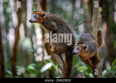 Gekrönter Lemur im Baum im Palmarium Reserve, Lake Ampitabe, Ost-Madagaskar, Afrika Stockfoto