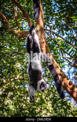 Schwarzweißer geraffter Lemur im Andasibe-Mantadia-Nationalpark, Ost-Madagaskar, Afrika Stockfoto