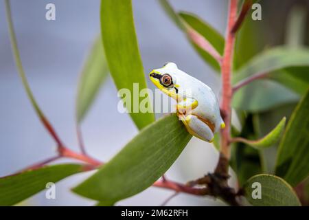 Schilfrosch im Palmarium Reserve am Lake Ampitabe, Ost-Madagaskar, Afrika Stockfoto