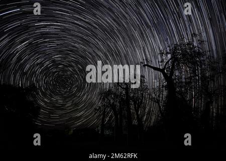 Sternenwege mit Baobab-Bäumen im Berenty Reserve, Madagaskar, Afrika Stockfoto