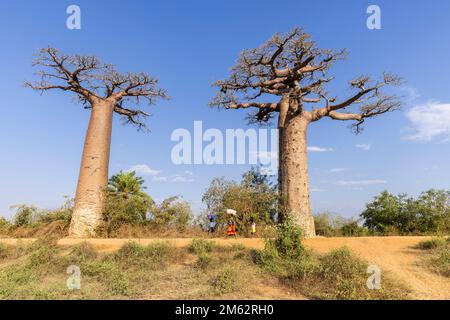 Dorfleben entlang der Avenue of the Baobabs in Morondava, Madagaskar, Afrika Stockfoto