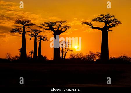 Sonnenuntergang an der Avenue of the Baobabs in Morondava, Madagaskar, Afrika Stockfoto