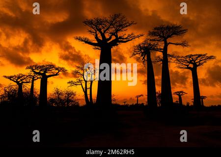 Sonnenaufgang an der Avenue of the Baobabs in Morondava, Madagaskar, Afrika Stockfoto