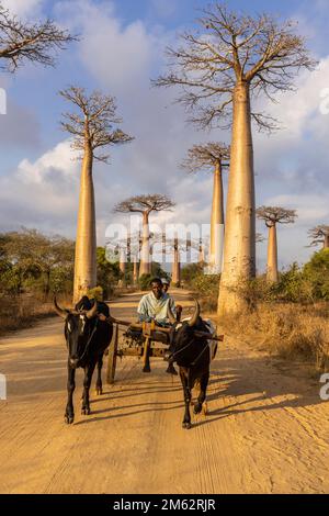 Traditionelle Ochsenkarre in der Avenue of the Baobabs in Morondava, Madagaskar, Afrika Stockfoto