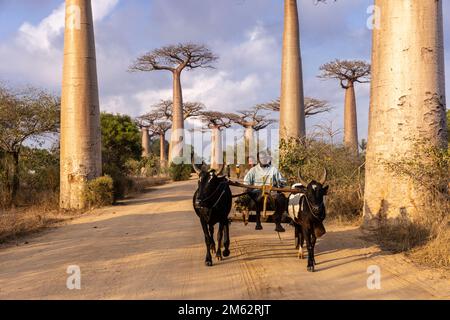 Traditionelle Ochsenkarre in der Avenue of the Baobabs in Morondava, Madagaskar, Afrika Stockfoto