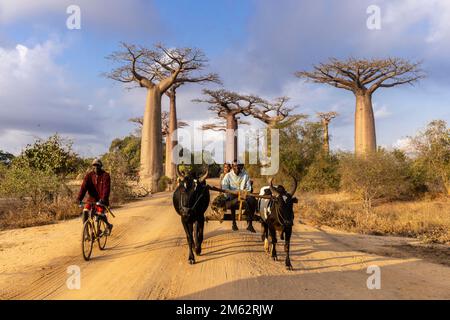 Traditionelle Ochsenkarre in der Avenue of the Baobabs in Morondava, Madagaskar, Afrika Stockfoto