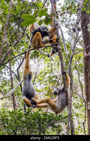 Ich habe den goldenen Lemur von Sifaka in Bäumen im Andasibe-Mantadia-Nationalpark, Ost-Madagaskar, Afrika, studiert Stockfoto