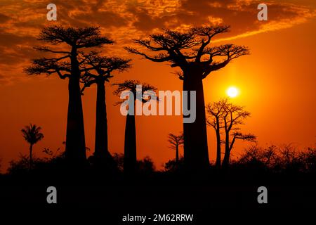 Sonnenuntergang an der Avenue of the Baobabs in Morondava, Madagaskar, Afrika Stockfoto