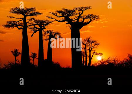 Sonnenuntergang an der Avenue of the Baobabs in Morondava, Madagaskar, Afrika Stockfoto