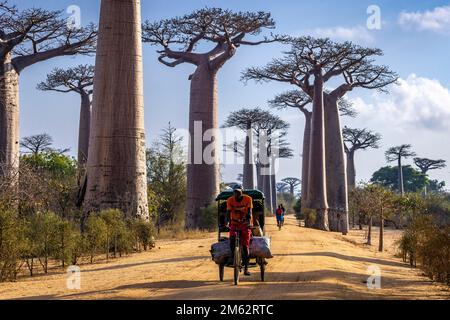 Dorfleben entlang der Avenue of the Baobabs in Morondava, Madagaskar, Afrika Stockfoto