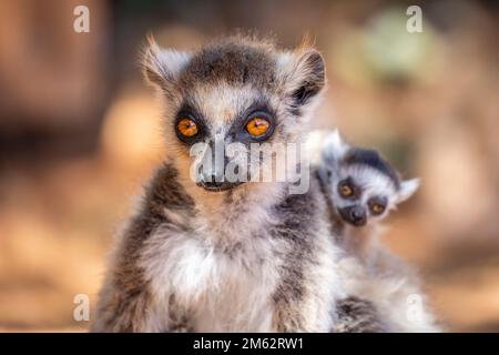 Ringtail Lemur und Baby im Berenty Reserve, Malaza Wald im Mandrare Valley, Madagaskar, Afrika Stockfoto