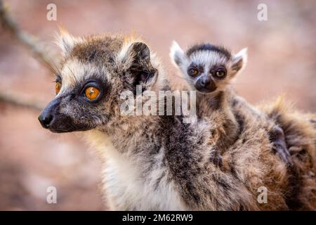 Ringtail Lemur und Baby im Berenty Reserve, Malaza Wald im Mandrare Valley, Madagaskar, Afrika Stockfoto