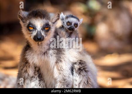 Ringtail Lemur und Baby im Berenty Reserve, Malaza Wald im Mandrare Valley, Madagaskar, Afrika Stockfoto