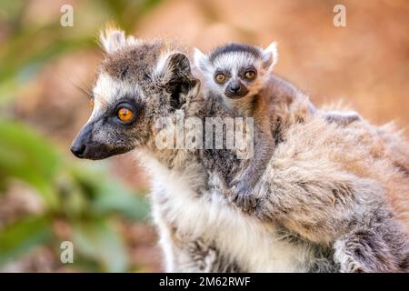 Ringtail Lemur und Baby im Berenty Reserve, Malaza Wald im Mandrare Valley, Madagaskar, Afrika Stockfoto