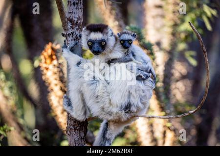 Verreaux's Sifaka Lemur mit Baby im Berenty Reserve, Malaza Wald im Mandrare Valley, Madagaskar, Afrika Stockfoto
