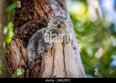 Sportlicher Lemur in Bäumen im Berenty Reserve, Malaza-Wald im Mandrare Valley, Madagaskar, Afrika Stockfoto