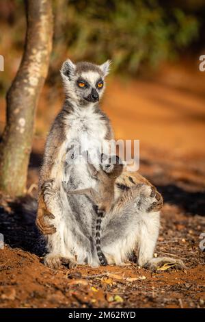 Ringtail Lemur und Baby sonnen sich im Berenty Reserve, Malaza Wald im Mandrartal, Madagaskar, Afrika Stockfoto