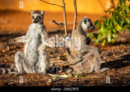 Ringtail Lemur und Baby sonnen sich im Berenty Reserve, Malaza Wald im Mandrartal, Madagaskar, Afrika Stockfoto