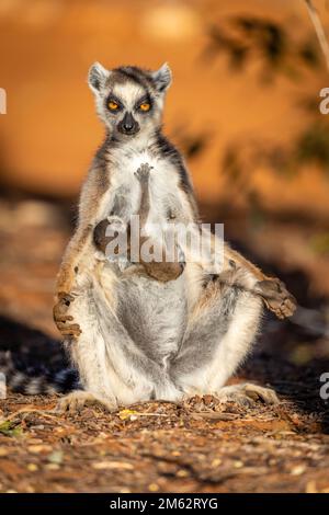 Ringtail Lemur und Baby sonnen sich im Berenty Reserve, Malaza Wald im Mandrartal, Madagaskar, Afrika Stockfoto