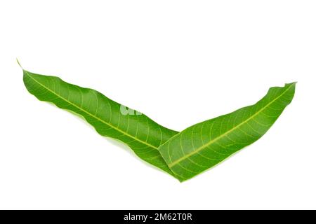 Mangoblätter isoliert auf weißen, grünen Blättern. Stockfoto