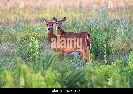 Weißwedelhirsche stehen auf einem blühenden grünen Feld in der Sommerzeit auf der Hut. Stockfoto