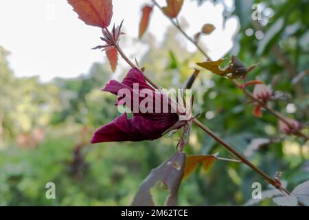 Blühende Roselle Hibiscus sabdariffa, rote Fruchtblume Stockfoto