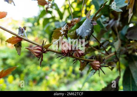 Nahaufnahme von Blütenroselle Hibiscus sabdariffa mit roter Fruchtblume auf dem Baum Stockfoto