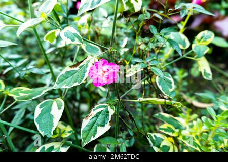 Einzelne lila Rosen blühen im Garten. Blühende rosafarbene Rosenblumen im mystischen Garten mit geheimnisvollen Feen- oder Sommerblumen Stockfoto