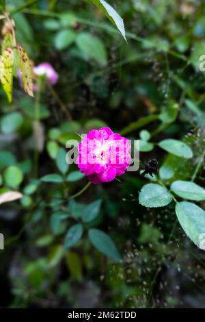 Eine rosa Rose blüht im Garten. Blühende Rosenblumen im mystischen Garten mit geheimnisvollen Feen- oder Sommerblumen Stockfoto