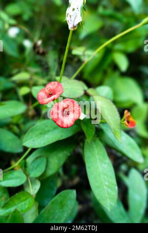 Porträtblick auf die Dornenkrone, Euphorbia milli Desmoul Stockfoto