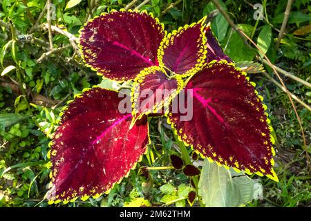 Stauden. Nahaufnahme von verschiedenen Coleus-Pflanzen. Blick auf mehrfarbige Farbenpflanzen Stockfoto