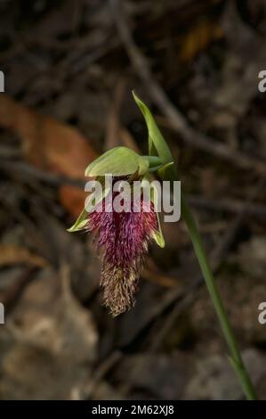 Rotbartorchideen (Calochilus Paludosus) waren in den Wäldern Südaustraliens üblich, aber die Jahrtausendtrockenheit hat sie rar gemacht. Stockfoto