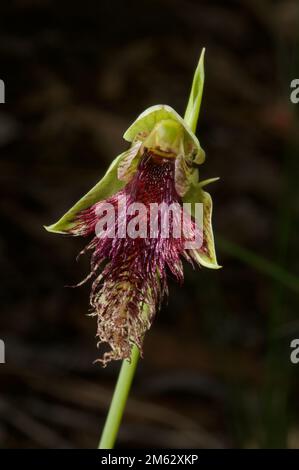 Rotbartorchideen (Calochilus Paludosus) waren in den Wäldern Südaustraliens üblich, aber die Jahrtausendtrockenheit hat sie rar gemacht. Stockfoto