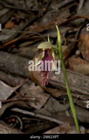 Rotbartorchideen (Calochilus Paludosus) waren in den Wäldern Südaustraliens üblich, aber die Jahrtausendtrockenheit hat sie rar gemacht. Stockfoto