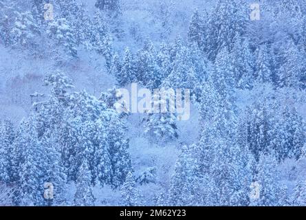 Schneebedeckte Bäume in weißer Winterlandschaft Stockfoto