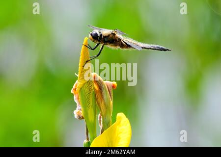 Eine Nahaufnahme einer wunderschönen, vierfleckigen Jagdlibelle auf einer Irisblume in einem Garten Stockfoto