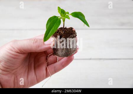 Paprika-Sämling in Torftablette mit einem gut entwickelten Wurzelsystem. Stockfoto