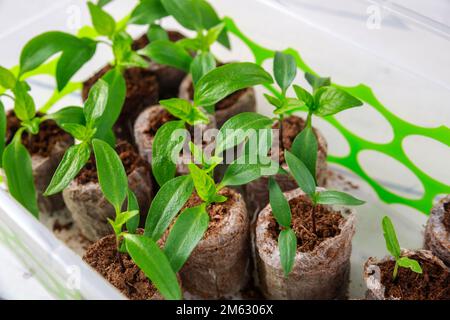 Pflanzung von Paprika-Setzlingen in Torftabletten. Stockfoto