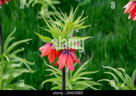 Crown Imperial Plant Stockfoto