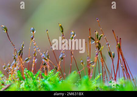 Nahaufnahme von Waldmoos, einfacher Hintergrund mit Moos Stockfoto