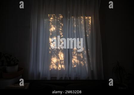 Pflanzen Schatten Hintergrund auf den Vorhängen im Fenster Stockfoto